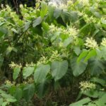 Giant knotweed leaves with flowers