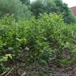 Hybrid Knotweed Growth