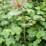 Hybrid knotweed leaves