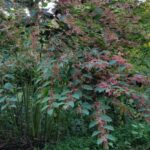 Japanese knotweed var ‘scarlet