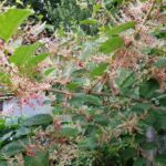 Japanese knotweed var ‘scarlet