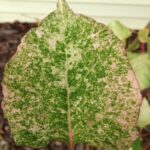 Japanese knotweed ‘milk boy' leaf