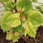 Japanese knotweed ‘milk boy' leaves