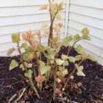 Japanese knotweed ‘milk boy'