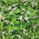 Lesser knotweed with flowers