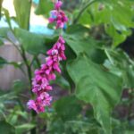 Oriental knotweed pink flowers