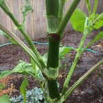 Oriental knotweed stem