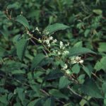 Rail-yard knotweed with flowers