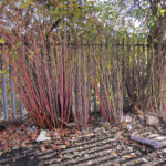 Reddening knotweed stems