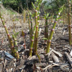 Asparagus-like shoots