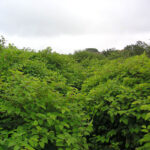 Mature summer knotweed