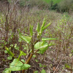 Unrolling knotweed leaves