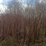 Winter knotweed canes