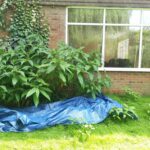 Himalayan Japanese knotweed by a window in a garden