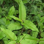 Himalayan knotweed