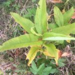 Himalayan Japanese knotweed leaves