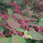 Japanese knotweed crimson beauty