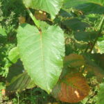 Giant knotweed leaf