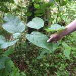 Hybrid japanese knotweed