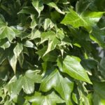 Ivy leaves in the sun