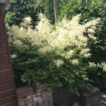 Giant Fleece Flower Flowering