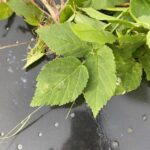 Ground Elder leaves