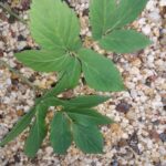 Close up of Ground Elder leaves