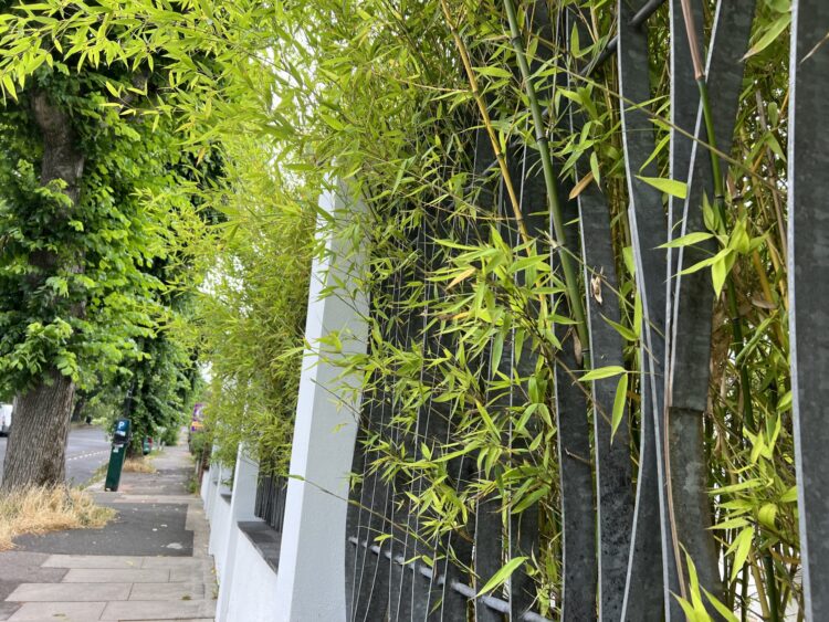 Bamboo growing through railings.