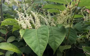 Japaneese knotweed