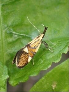 Alabonia geoffrella - UK micromoth