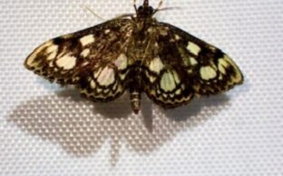 Anania coronata - UK micromoth