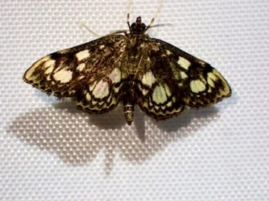 Anania coronata - UK micromoth