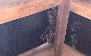 UK Brown long-eared bat maternity roost in roof void