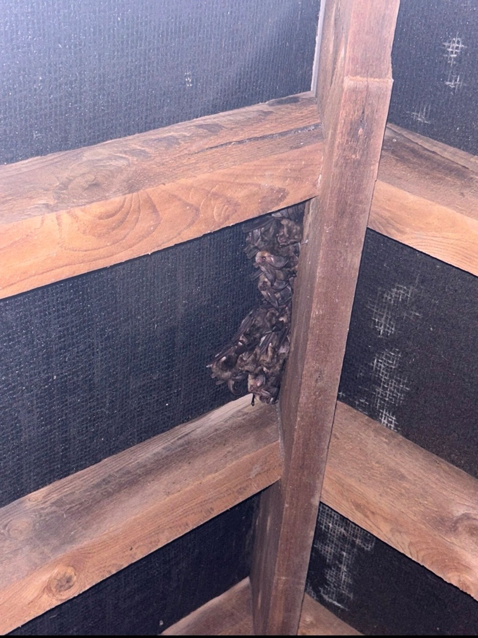 UK Brown long-eared bat maternity roost in roof void