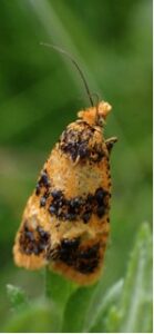 Commophila aeneana - UK micromoth