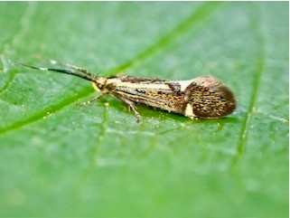 Esperia sulphurella - UK micromoth
