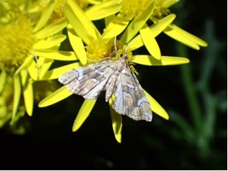 Musotima nitidalis - UK micromoth