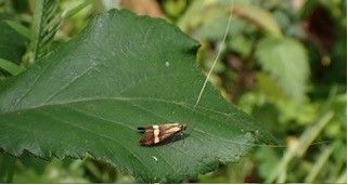Nemophora degeerella - UK micromoth