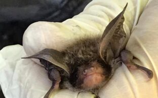 UK Bechsteins bat being handled
