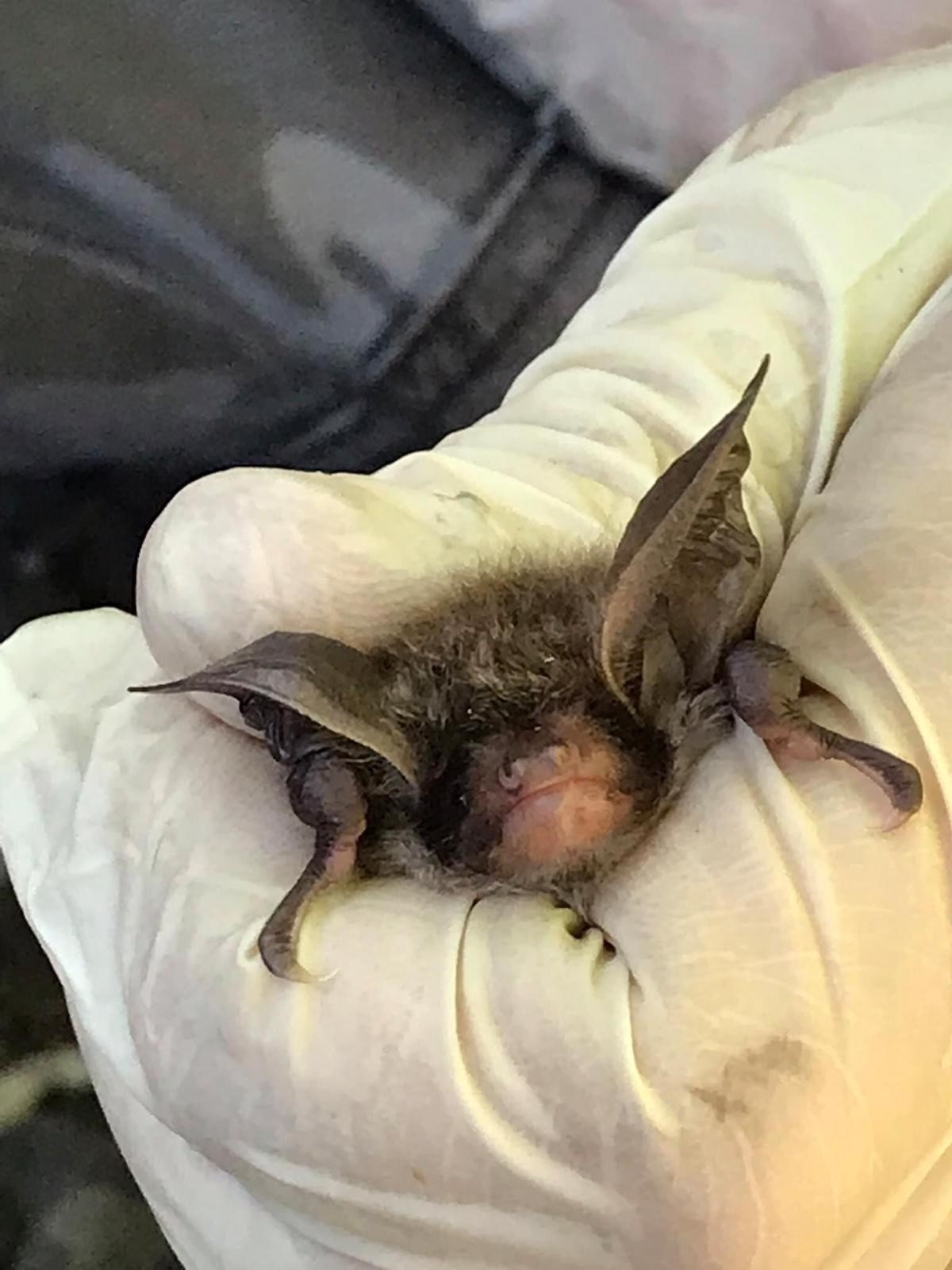 UK Bechsteins bat being handled