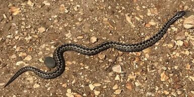 Adder