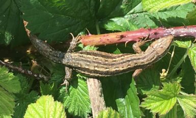 Common lizard