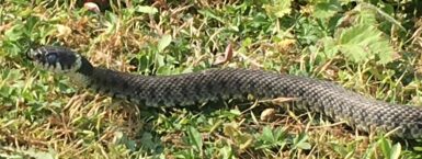 Grass snake