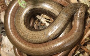 Slow worm