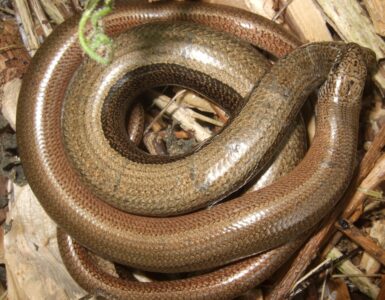 Slow worm