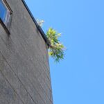 Phlorum bamboo on roof of house