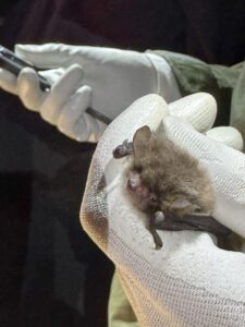 Phlorum staff holding a bat