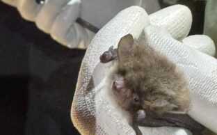 Phlorum staff holding a bat