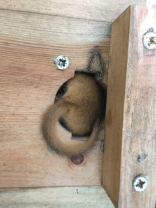UK dormouse in nest tube