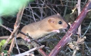 dormouse